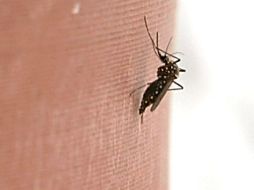 El médico explica que las hemorragias producidas por el virus pueden ser mortales. EL INFORMADOR / ARCHIVO