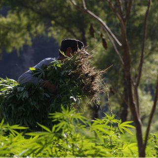 Localizan y destruyen más de 80 mil plantas de mariguana en Tequila