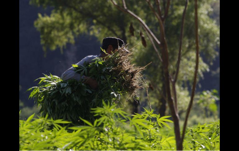 La Fiscalía General de Jalisco informó del hallazgo realizado por efectivos de la Fuerza Única Regional. EL INFORMADOR / ARCHIVO