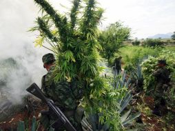 En total, se destruyen por medio de incineración 29 mil 600 plantas de mariguana y 124 kilos del mismo estupefaciente. NTX / ARCHIVO