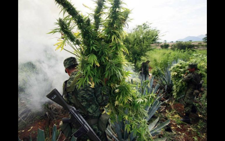 En total, se destruyen por medio de incineración 29 mil 600 plantas de mariguana y 124 kilos del mismo estupefaciente. NTX / ARCHIVO