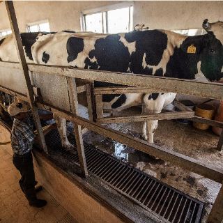 Importaciones de derivados y TLCAN, retos del sector lechero