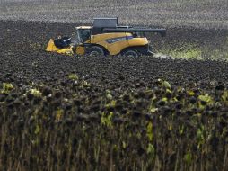 El campo es un sector que genera y demanda muchas fuentes de trabajo. AFP /  P. Pavani