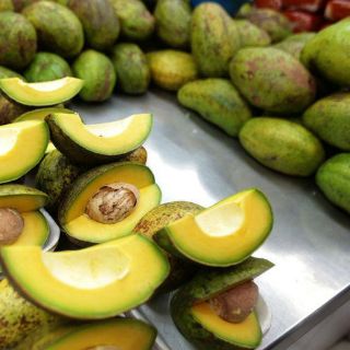 Congreso Latinoamericano del Aguacate resalta producción de Jalisco