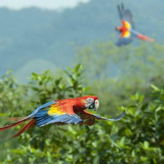 La UNAM libera guacamayas en reserva de Veracruz