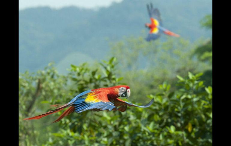 La liberación de las aves forma parte de un proyecto que busca haber liberado 130 ejemplares en un plazo de cuatro años. EFE / ARCHIVO