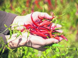 CHILE YAHUALICA. La Fiesta de Todos los Chiles te permitirá disfrutar de este manjar en distintos platillos. ESPECIAL /