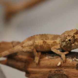 Nacen diez camaleones en Acuario Michin