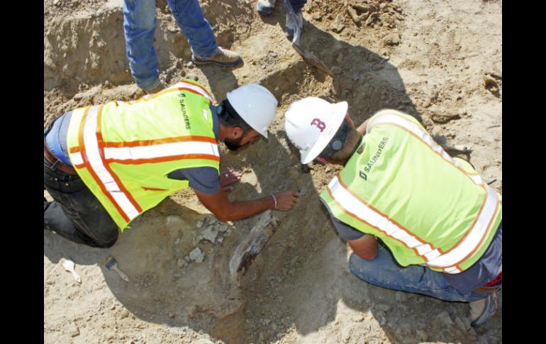 Hasta el momento se han desenterrado un cuerno y un omóplato del triceratops. AP / L. Watson