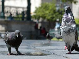Una paloma mensajera fue abatida cuando descubrieron que transportaba drogas. EL INFORMADOR / ARCHIVO