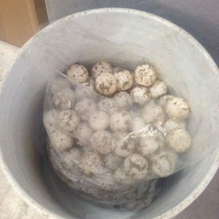 Encuentran huevos de tortuga saqueados en Oaxaca