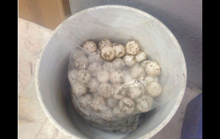 Los huevos se encontraban abandonados cerca del santuario de Playa de Morro, en Oaxaca. NTX / ARCHIVO