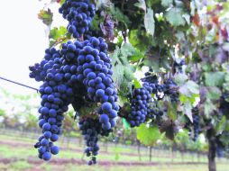 Vides. Las une una larga historia con la población de Dolores Hidalgo, Guanajuato. EFE /