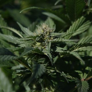 Cannabidiol reduce casi totalmente convulsiones en niños con epilepsia