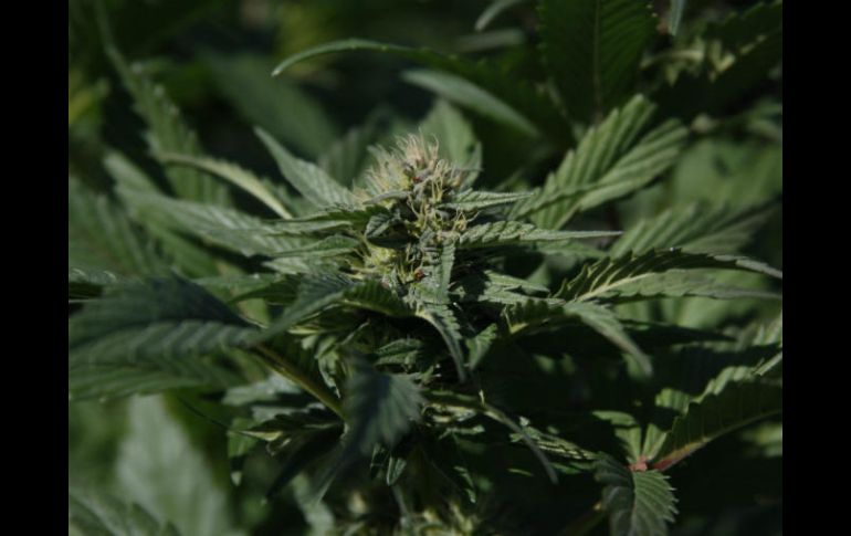 En México, el uso de productos derivados de cannabis con fines medicinales tuvo especial transcendencia desde 2015. EL INFORMADOR / ARCHIVO