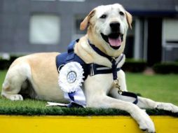 ‘René’ fue reconocido por su inteligencia, obediencia, energía y sociabilidad en la corporación. ESPECIAL /