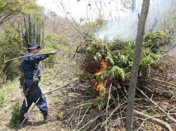 Se destruyen por incineración 120 mil plantas del estupefaciente, que tenían una altura de entre 1.80 y dos metros. EL INFORMADOR / ARCHIVO