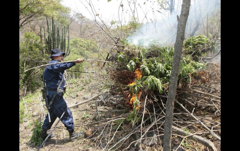 Se destruyen por incineración 120 mil plantas del estupefaciente, que tenían una altura de entre 1.80 y dos metros. EL INFORMADOR / ARCHIVO