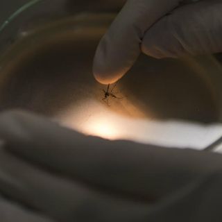 Virus del Zika ayudaría contra el cáncer cerebral