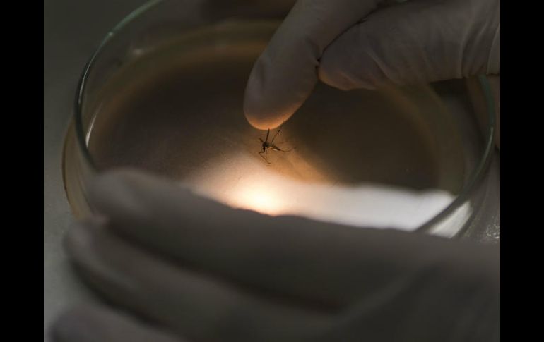 Los investigadores efectuaron pruebas en ratones implantados con glioblastomas. AP / ARCHIVO