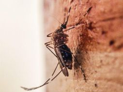 Los casos de zika en Jalisco ascienden a 53 personas afectadas. EL INFORMADOR / ARCHIVO