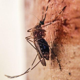 Ven octubre como mes complicado para dengue