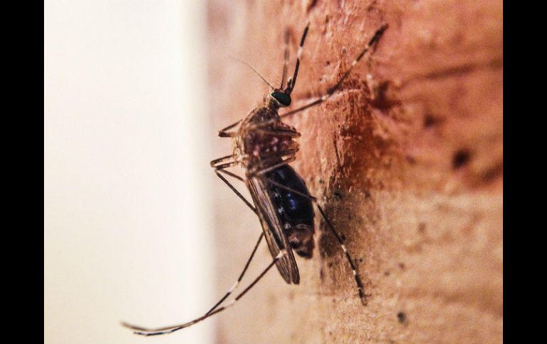 Los casos de zika en Jalisco ascienden a 53 personas afectadas. EL INFORMADOR / ARCHIVO