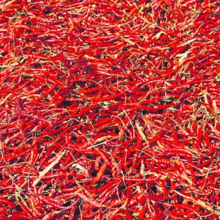 Yahualica, picor y tradición