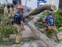 La caída de árboles fue muy peligrosa durante el paso de 'Irma', hubo varias muertes a causa de estos derrumbes. EFE / E.S. Lesser