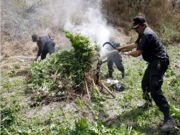 En estos lugares se recaban muestras representativas, que fueron puestas a disposición de los Ministerios Públicos. EL INFORMADOR / ARCHIVO
