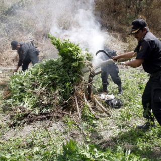 Destruyen más de 136 mil plantas de mariguana en Tecolotlán