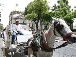 Los calandrieros podrán conservar los caballos o donarlos a refugios. EL INFORMADOR / ARCHIVO