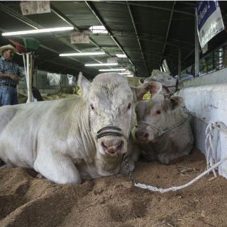 Todo está listo para la Expo Ganadera 2017