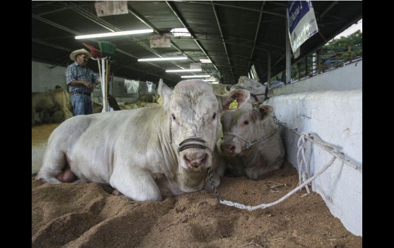 Además de la exhibición bovina, la Expo contará con distintos espectáculos. EL INFORMADOR / ARCHIVO