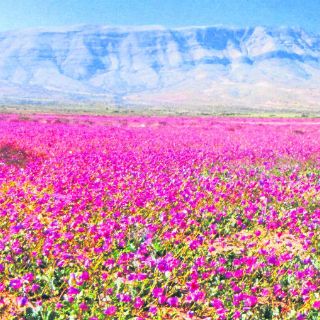 Los caprichos de Atacama