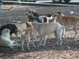 Clientes explican que acudían a esta 'clínica' porque sus perros hacían demasiado ruido, provocando quejas de los vecinos. NTX / ARCHIVO