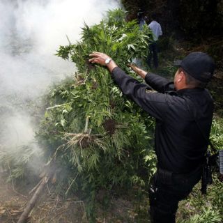 Destruyen más de 805 mil plantas de mariguana en Tequila