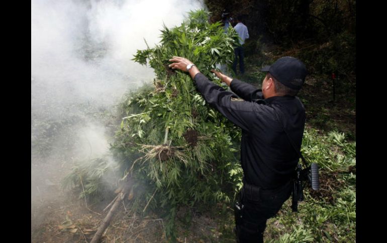 Se recaban muestras representativas, que aon puestas a disposición del Ministerio Público de la Federación. EL INFORMADOR / ARCHIVO