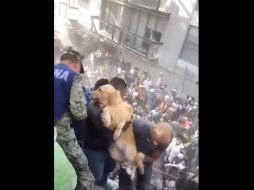 A través de las redes sociales personas han mostrado su solidaridad con los animales luego del sismo. TWITTER / @LuisAquilesGmez