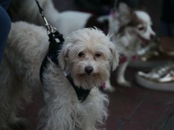 Se pide a la ciudadanía donar alimento para perros y gatos. EL INFORMADOR / ARCHIVO