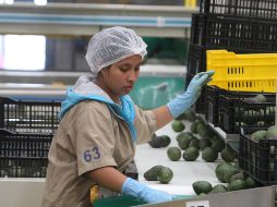 EMPRESA EMPACADORA DE AGUACATE EXPO AGRICOLA JALISCO 2016 - 160504..LOCAL..LOC..RTR022......DENTRO DEL MARCO DE LA EXPO AGRICOLA SE VISITO LA PLANTA EMPACADORA GRUPO LOS CERRITOS QUE EMPACAN AGUACATE DE EXPORTACION ..ESTA MISMA EMPRESA PRODUCE AGUACATE EN SUS HUERTAS DE MAXIMA CALIDAD EN CUANTO A LOS ESTANDARES INTERNACIONALES ..EXPO AGRICOLA JALISCO 2016 SE REALIZO EN ZAPOTLAN EL GRANDE DONDE ESTUVIERON PRESENTES EMPRESAS ESPECIALIZADAS EN EL RAMO....CAJA ..EMPAQUES..EMBALAJE..AGUACATES..AVOCADO