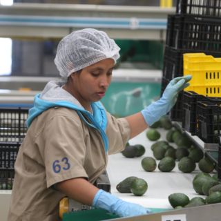 Jalisco amplía la exportación de productos del campo a 80 países