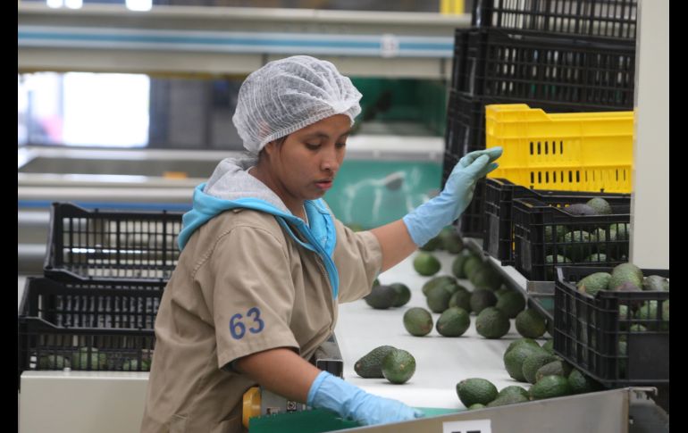 EMPRESA EMPACADORA DE AGUACATE EXPO AGRICOLA JALISCO 2016 - 160504..LOCAL..LOC..RTR022......DENTRO DEL MARCO DE LA EXPO AGRICOLA SE VISITO LA PLANTA EMPACADORA GRUPO LOS CERRITOS QUE EMPACAN AGUACATE DE EXPORTACION ..ESTA MISMA EMPRESA PRODUCE AGUACATE EN SUS HUERTAS DE MAXIMA CALIDAD EN CUANTO A LOS ESTANDARES INTERNACIONALES ..EXPO AGRICOLA JALISCO 2016 SE REALIZO EN ZAPOTLAN EL GRANDE DONDE ESTUVIERON PRESENTES EMPRESAS ESPECIALIZADAS EN EL RAMO....CAJA ..EMPAQUES..EMBALAJE..AGUACATES..AVOCADO