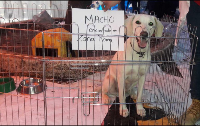 Protectores están publicado fotos en redes sociales de animales extraviados