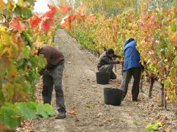 Pero no basta con estar trabajando en su viña, es indispensable no dejar de asombrarnos de su obra y de su amor.