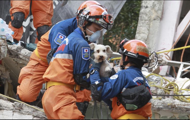 Momento en el que los rescatistas japoneses logran extraer al cachorro del edificio colapsado. EFE / M. Guzmán