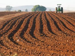 27 DE ABRIL DEL 2004.- TEPATITLAN, JALISCO. MEXICO.CAMPESINOS. AGRICULTORES. AGRO. LA PRODUCCION AGRICOLA, PESE A QUE NO ES LA ACTIVIDAD NUMERO UNO EN EL MUNICIPIO DE TEPATITLAN, SI ES DE IMPORTANCIA.. RAUL TORRES LUGO. EL INFORMADOR.