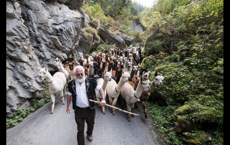 KIENTAL, SUIZA.- Arnold Luginbuehl, criador de llamas y alpacas, conduce a 131 ejemplares de Gorneren y Griesalp hacia el valle. AP/Keystone/U. Flueeler