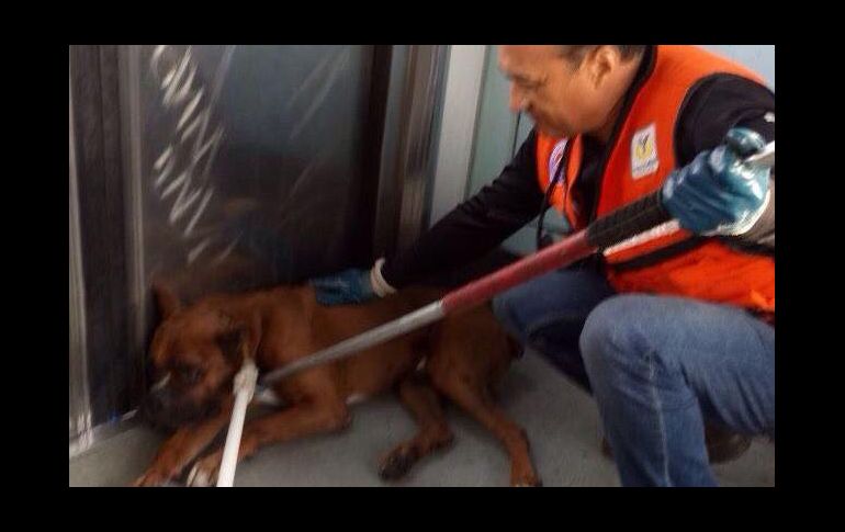 El Metro informa que el perro será trasladado al Centro de Transferencia Canina para su valoración médica. TWITTER / @MetroCDMX