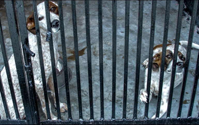 La dueña de Pantuque fue detenida y señalada por su posible responsabilidad en el ataque del perro. NTX/ F. Galvez